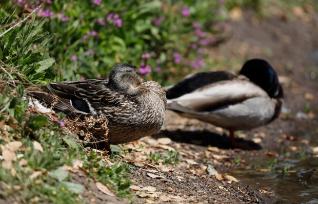 MILPITAS, CALIFORNIA - MAY 17: Ducks sleep at the edge of the water at Sandy Wool Lake at Ed R. Levin County Park in Milpitas, Calif., on Monday, May 17, 2021. (Nhat V. Meyer/Bay Area News Group)