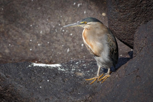 The Galapagos' Lava Heron has been known to science since the 1800s, but only last year did DNA testing confirm that the bird is its own unique species. (Photo by Darren Clark/ California Academy of Sciences)