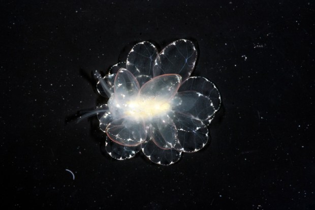 The sea slug Cyerce Basi comes out at night to feast on toxic algae off the coast of the Philippines. "It immediately caught my eye," said scientist Terry Gosliner, who described the species in a paper last year. (Photo by Vanessa L. Knutson/ California Academy of Sciences)