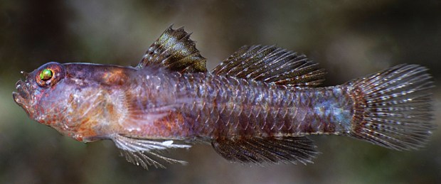 The Dark Vader Goby - so named because its deep purplish hue makes it "the darkest of all gobies," according to the study authors - measures a mere half-inch long and was found in the fjords of Papua New Guinea. (Photo by Mark Erdmann/ California Academy of Sciences)
