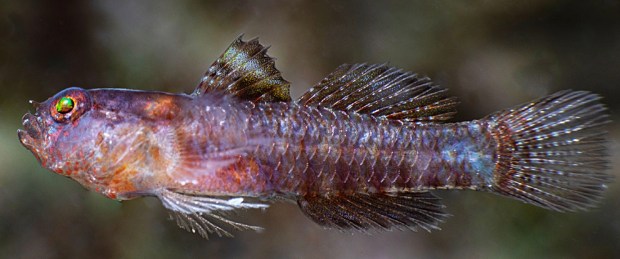 The Dark Vader Goby - so named because its deep purplish hue makes it "the darkest of all gobies," according to the study authors - measures a mere half-inch long and was found in the fjords of Papua New Guinea. (Photo by Mark Erdmann/ California Academy of Sciences)