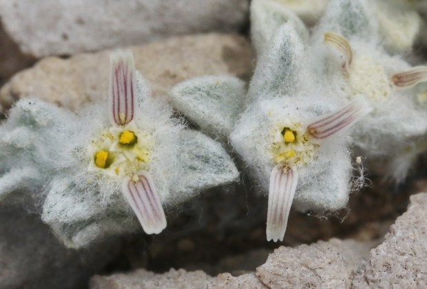 Thick white hairs cover the wooly devil, which has been hiding in plain sight in Texas' Big Bend National Park, unknown to science until recently. (Photo by James Bailey/ Big Vend National Park)
