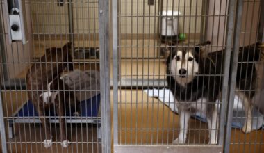 Advocates may take San Jose animal shelter to court to force improvements