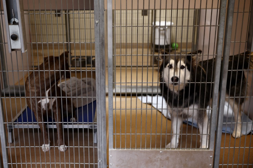 Advocates may take San Jose animal shelter to court to force improvements