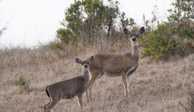Wildlife crossings could come south of San Jose