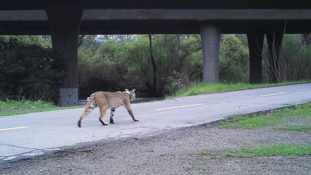 A trap camera, a camera that is triggered by motion, captures a tagged cougar using a trail along Coyote Creek to move about the area. The camera is part of a wildlife study. (Courtesy of Peninsula Open Space Trust)