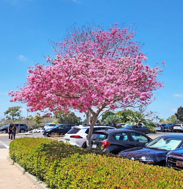 Fragrant pink flowers cover a pink trumpet tree (Handroanthus heptaphyllus) in Balboa Park in June. (Dawn Standke)