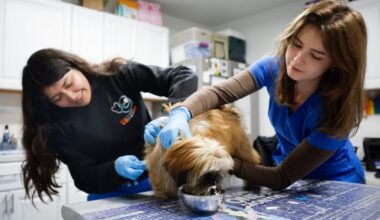 San Diego Humane Society planning $11M animal hospital to provide low-cost care to pet owners – San Diego Union-Tribune