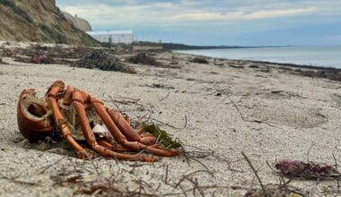 What’s up with dead lobsters at San Onofre State Beach? – San Diego Union-Tribune