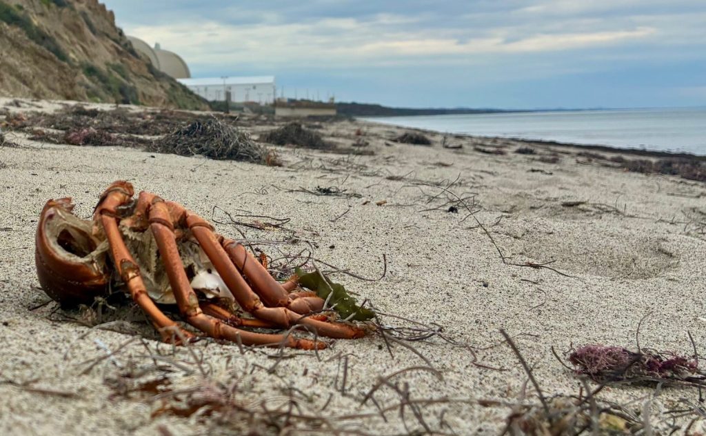 What’s up with dead lobsters at San Onofre State Beach? – San Diego Union-Tribune