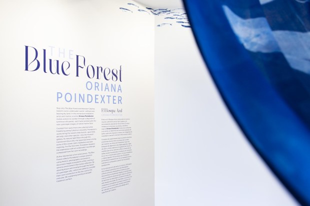 San Diegan Oriana Poindexter, a marine scientist and artist, has created a new installation, "The Blue Forest," that merges her passion for art and science. The exhibition is on display through October 2026 at the Catalina Museum for Art and History. (Catalina Museum for Art and History)