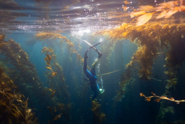 San Diegan Oriana Poindexter dives off the California coast conducting research and collecting kep for her exhibition titled "The Blue Forest," it's on display at Catalina Museum for Art and History through October 2026. (Chelsea Mayer)