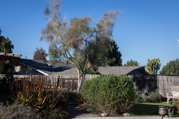 The Encinitas yard has lounge space for O'Keefe and her family, but also small havens for insects, rocks for lizards to sun themselves, and places for birds, possums and more to find resources as they pass through. (Ana Ramirez / The San Diego Union-Tribune)