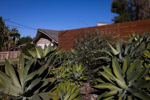 Foxtail agaves and other succulents soak up the sun in the front yard. (Ana Ramirez / The San Diego Union-Tribune)