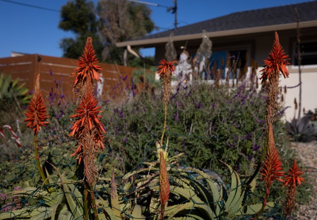 Orange flowering stalks of the aptly named candelabra aloe tower above the plants below. (Ana Ramirez / The San Diego Union-Tribune)