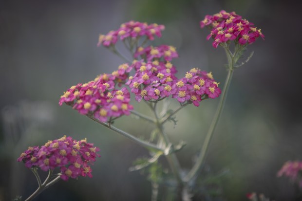 Flowers provide bloom periods throughout the year. (Ana Ramirez / The San Diego Union-Tribune)
