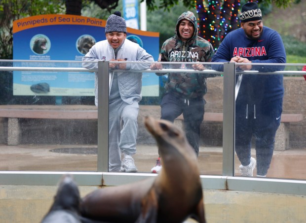 Arizona quarterback Noah Fifita (center) looks at sea lions with his brother Dash (left) and teammate Ise Matautia on Wednesday during a visit to SeaWorld San Diego ahead of the Trust & Will Holiday Bowl. (K.C. Alfred / The San Diego Union-Tribune)