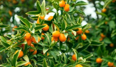 January’s garden checklist includes 9 steps for proper planting technique – San Diego Union-Tribune