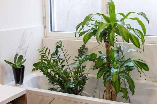 Running the heat inside dries out your plants and their soil, so a once-a-month spa day for houseplants is a smart idea in winter. (Adobe Stock)