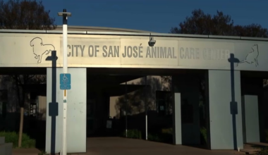 Advocates threaten legal action against San Jose over animal shelter – NBC Bay Area