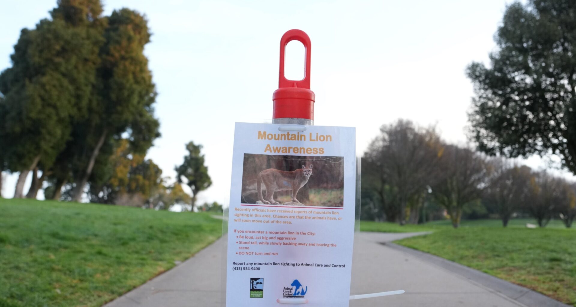 Mountain lion spotted in San Francisco, officials working to capture it