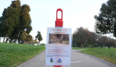 Mountain lion spotted in San Francisco, officials working to capture it