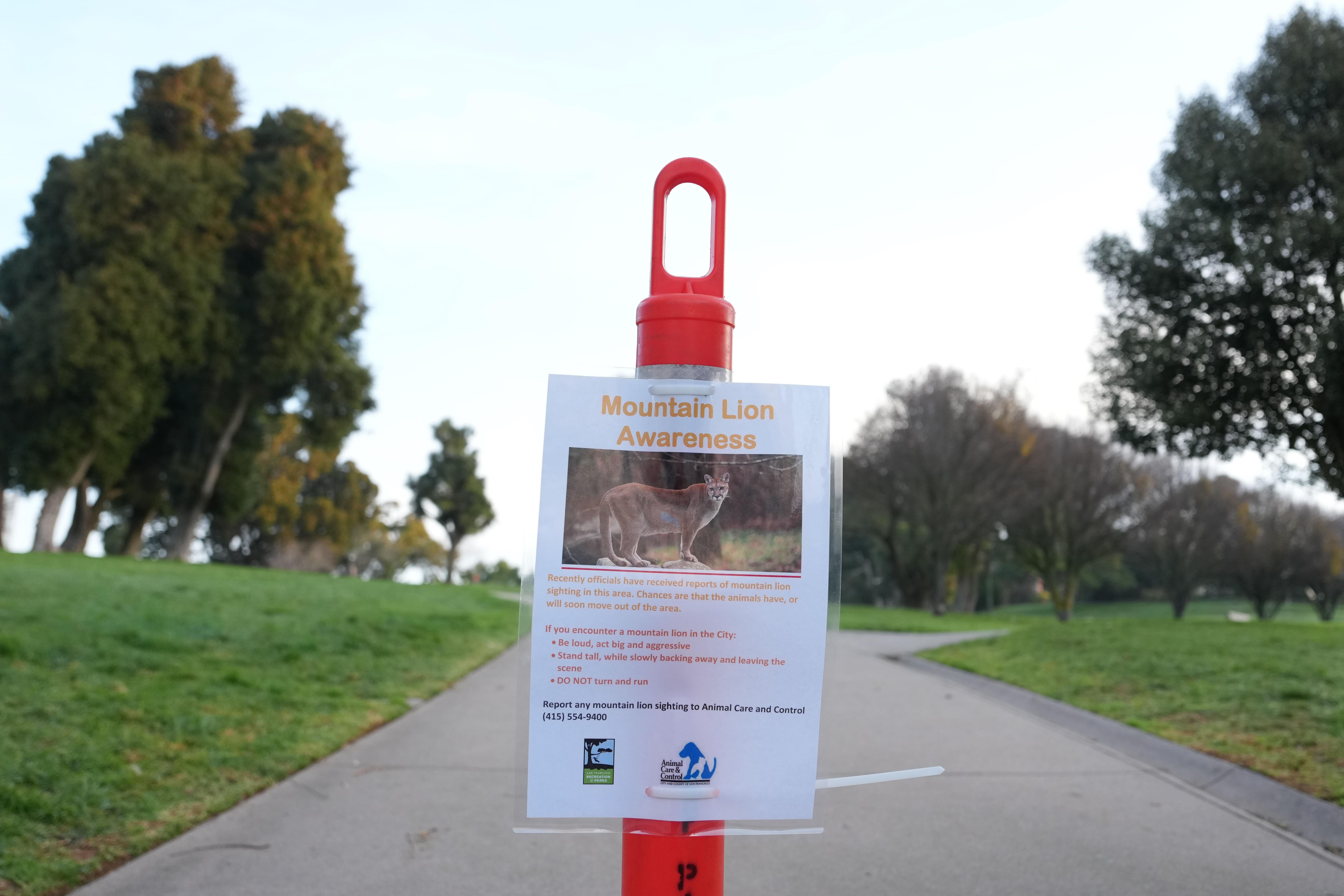 A sign warns of mountain lions in a neighborhood on...