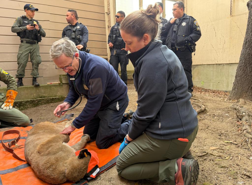 Mountain lion roams posh San Francisco neighborhood before being captured