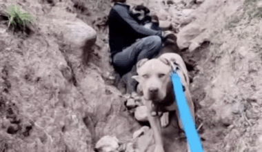 3 dogs reunited with owners after rescue in Santa Clarita Valley – NBC Los Angeles