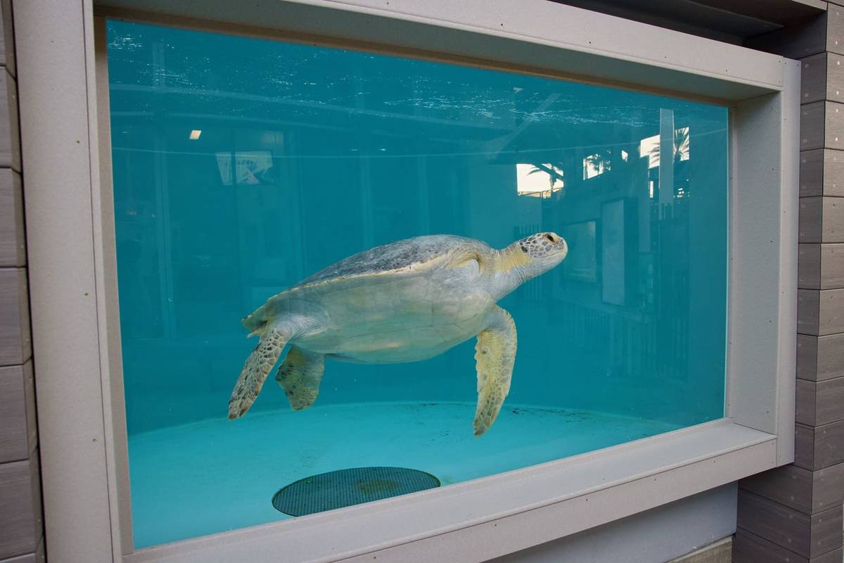 Visit 3-Flippered 'Porkchop' The Sea Turtle At This Long Beach Aquarium's New Rehabilitation Exhibit