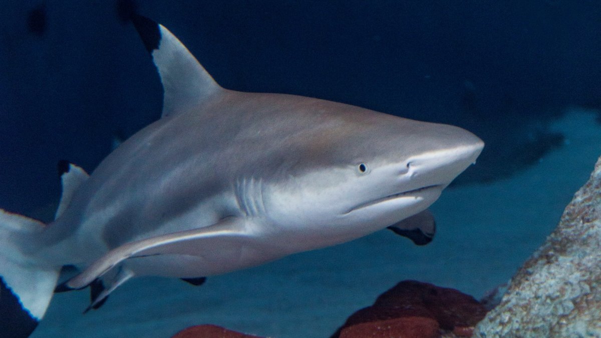 Dip into Shark Lagoon Nights at Aquarium of the Pacific – NBC Los Angeles