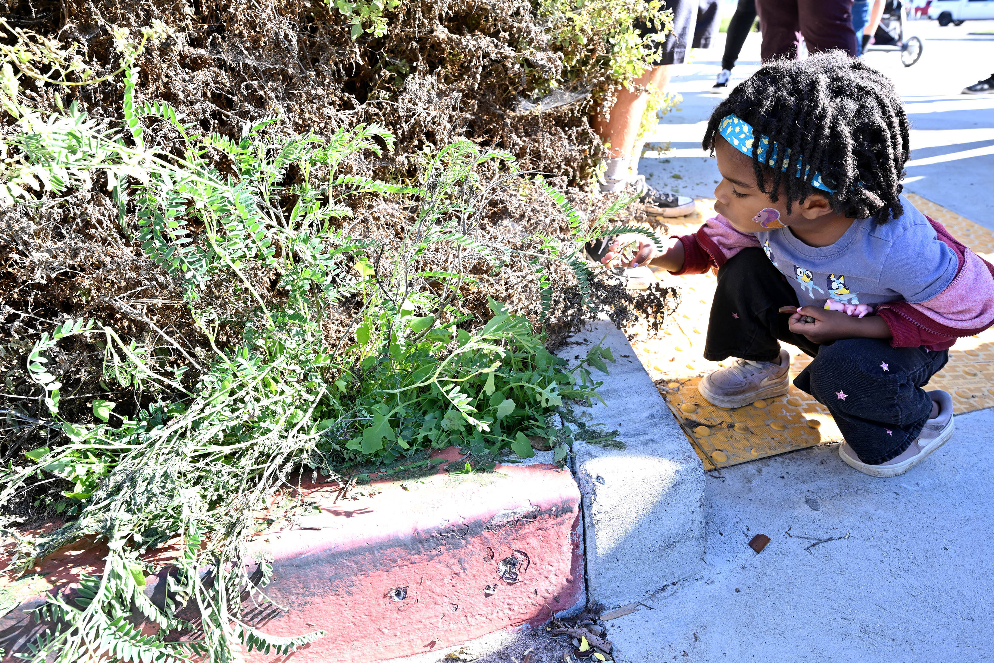 Pria Hampton, 3, has a close look at native plants...