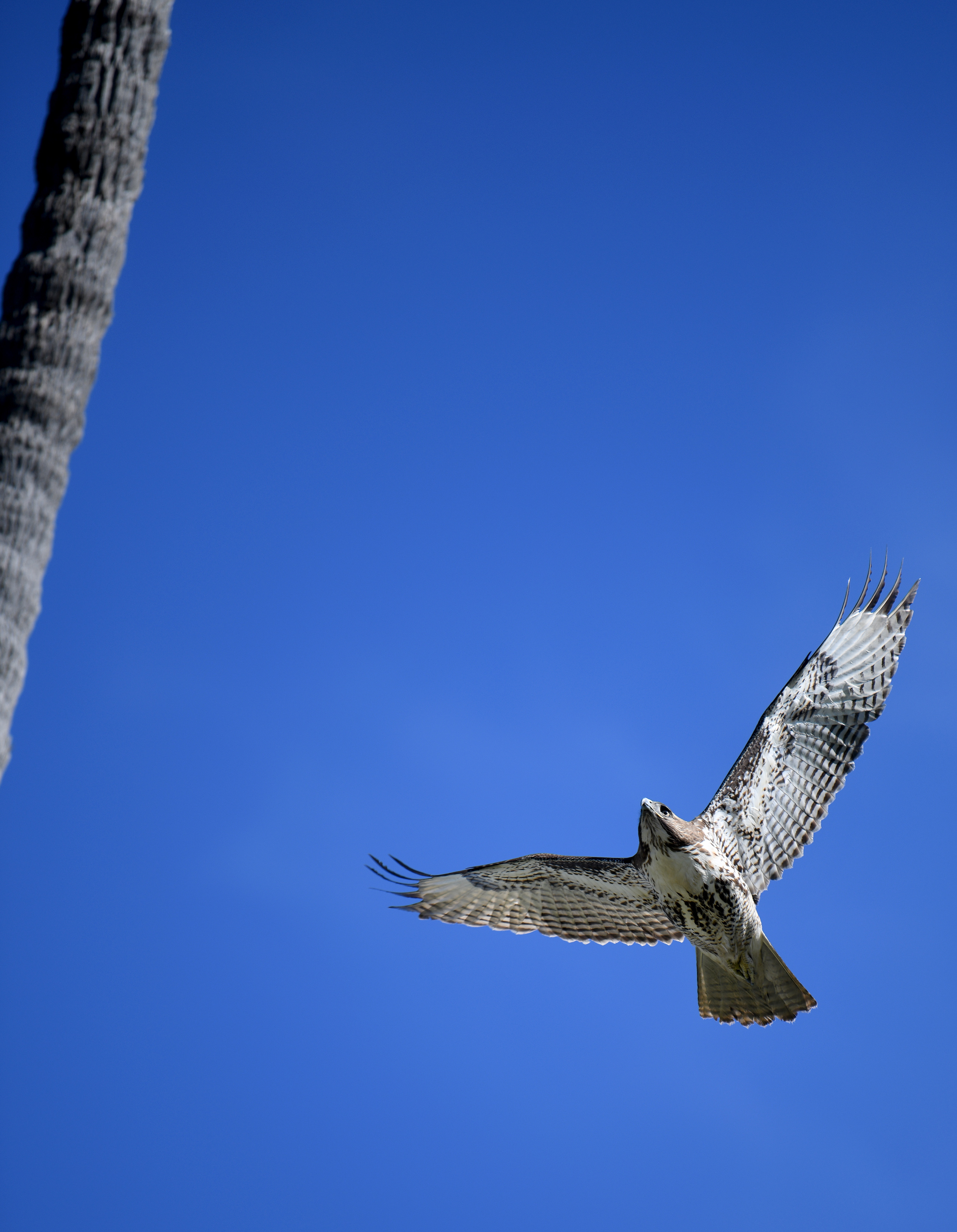 Aquarium educators guide participants on a Cabrillo Beach walk through...