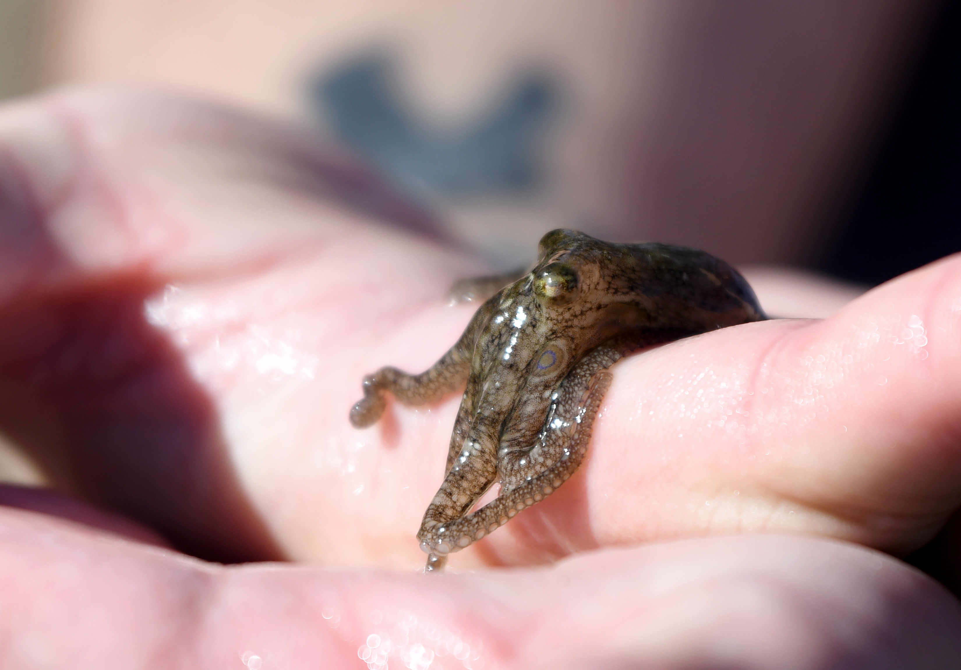 Bayne Westrick-Snapp, an aquarium educator, shows off a California two-spot...
