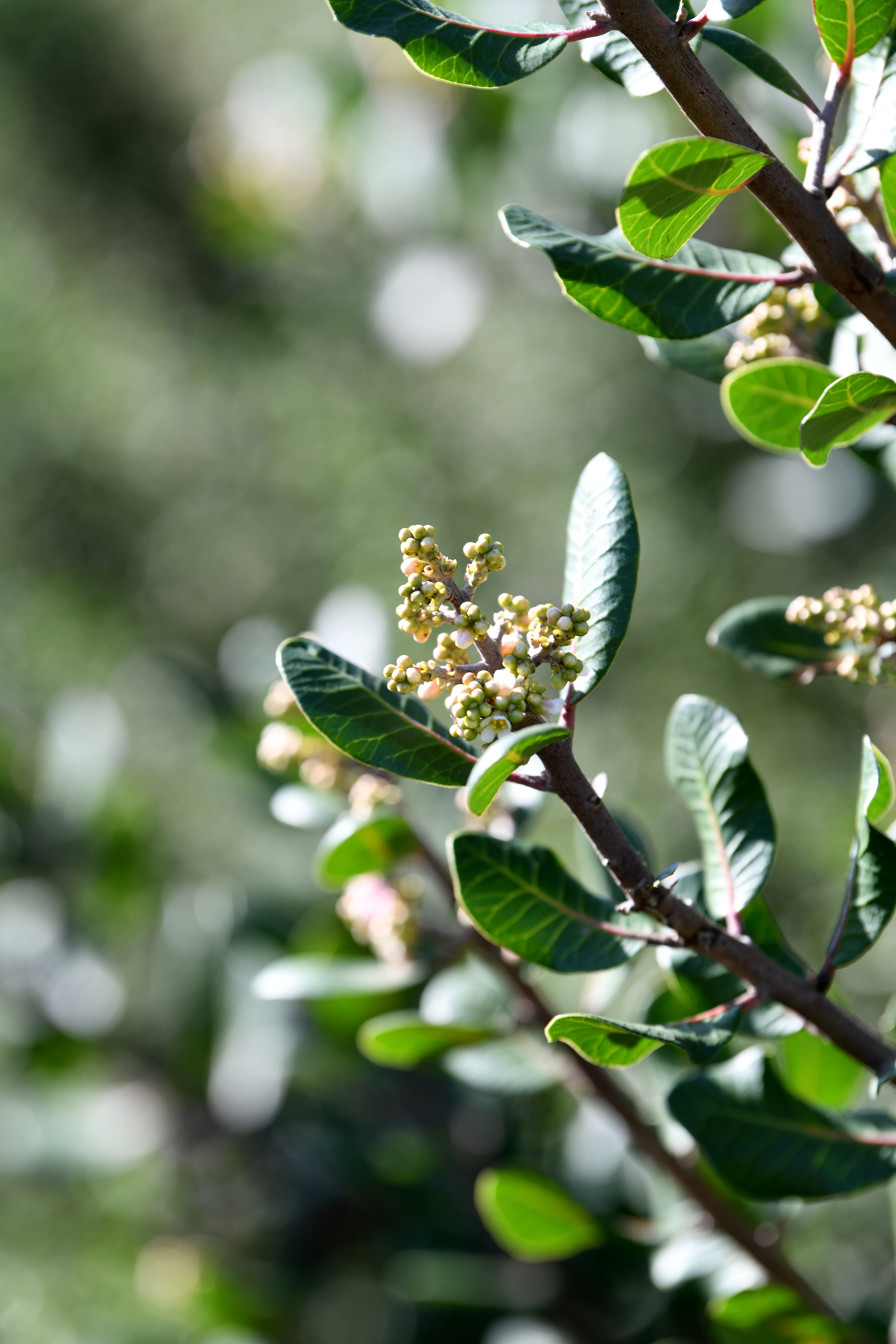 Aquarium educators guide participants on a Cabrillo Beach walk through...