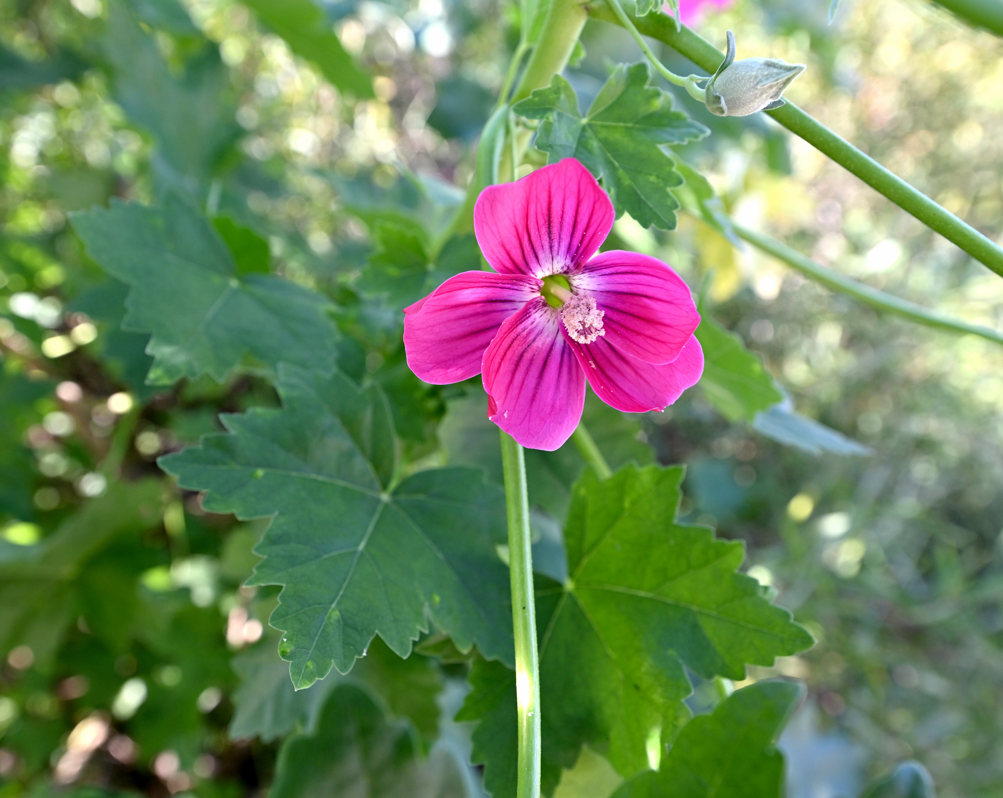 Aquarium educators guide participants on a Cabrillo Beach walk through...