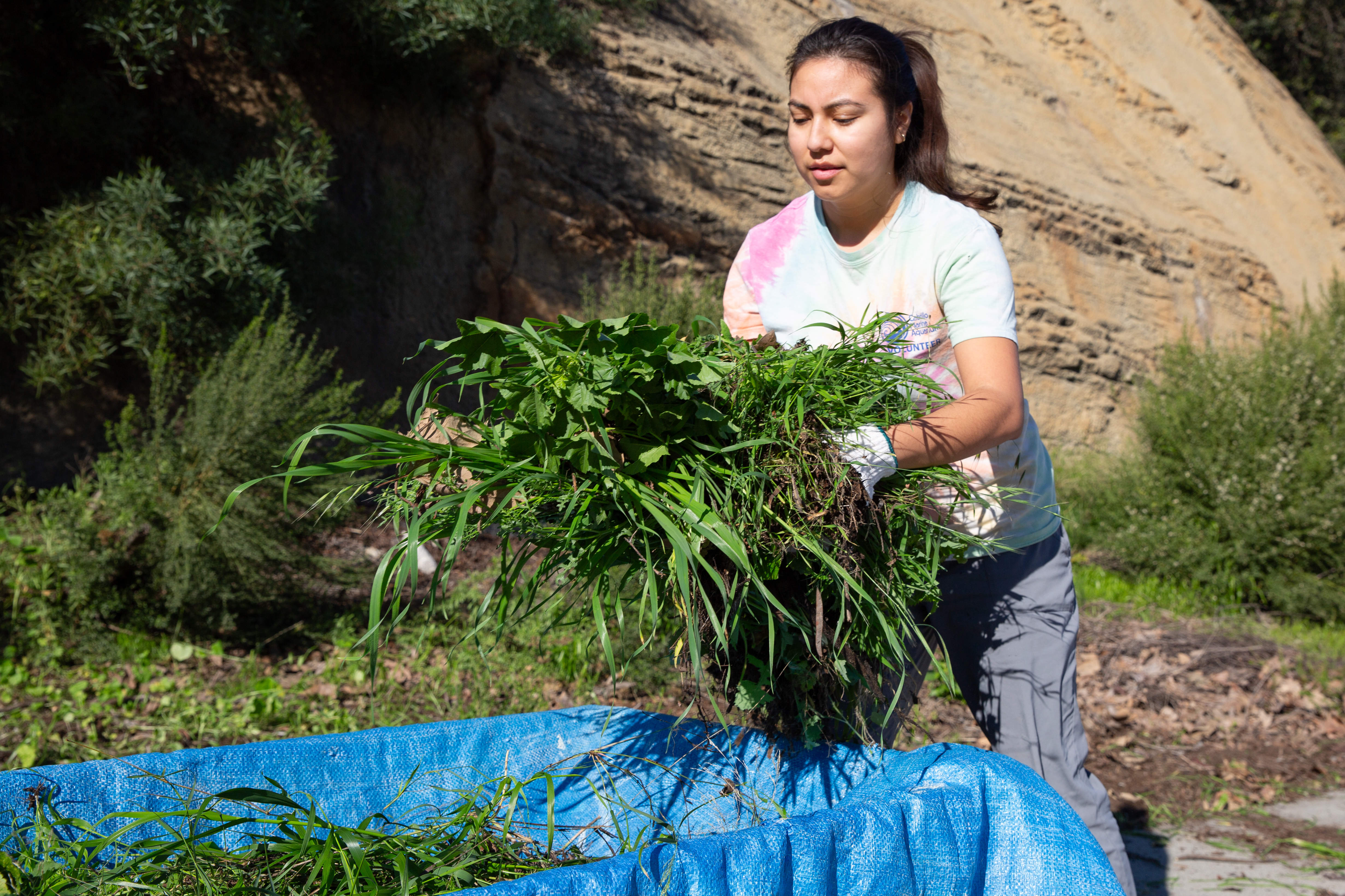 Aquarium staff member Denisse Guitierrez throws a pile of pulled...