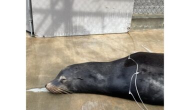 Confetti the sea lion is recovering in San Pedro despite 2 bullets in his head – San Bernardino Sun