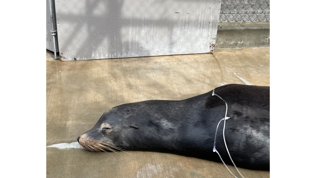 Confetti the sea lion is recovering in San Pedro despite 2 bullets in his head – San Bernardino Sun