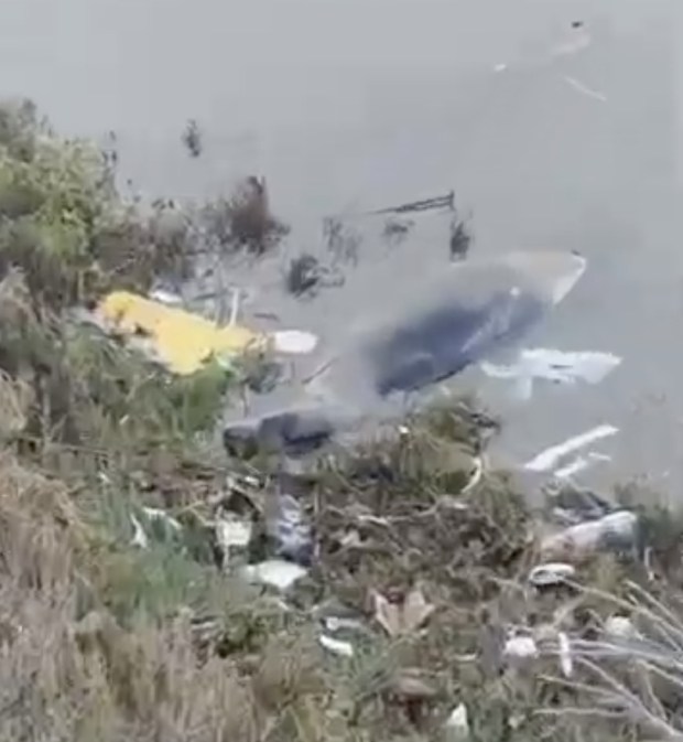 Confetti the sea lion is seen in Ballona Creek before he was rescued. (Photo courtesy of the Marine Mammal Care Center)
