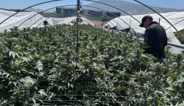 A CDFW officer observes and reports an illicit outdoor cultivation site in Kern County in May 2025