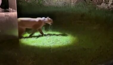 Mountain lion captured in San Francisco released into the wild – NBC Bay Area
