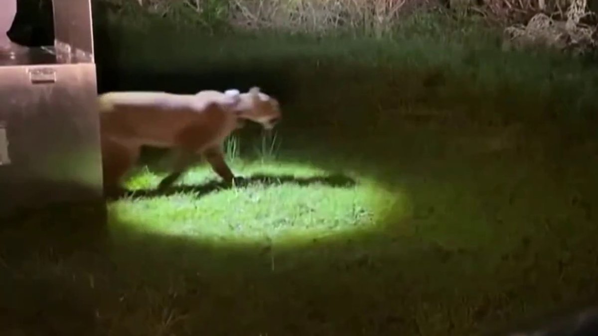 Mountain lion captured in San Francisco released into the wild – NBC Bay Area