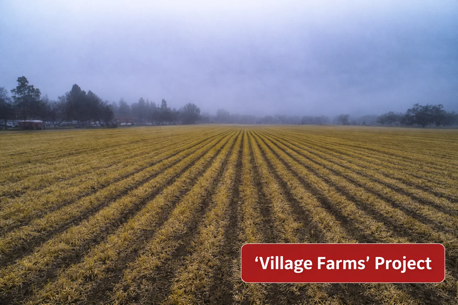 Opinion | Sacramento Bee Frames Village Farms Vote as Test of Davis’ Future