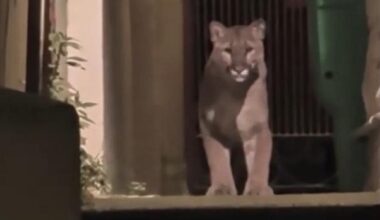 Watch: Wandering mountain lion captured in San Francisco neighborhood