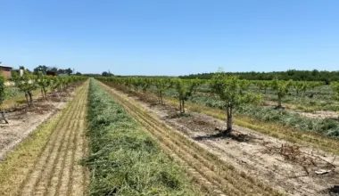 UC offers young orchard workshops in Bakersfield, Fresno, Merced