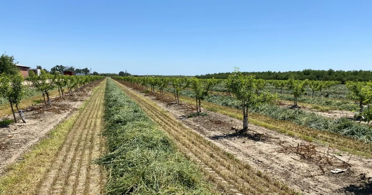UC offers young orchard workshops in Bakersfield, Fresno, Merced