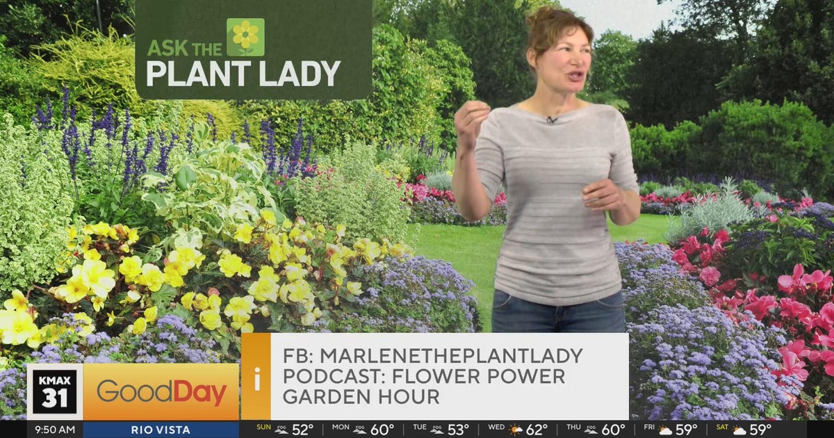 The Plant Lady 9am Pt. 2