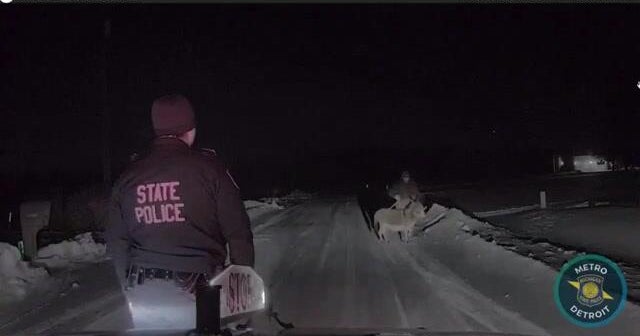 Michigan troopers help locate wandering donkey in Oakland County