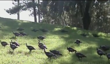 Alameda man charged with felony for killing a wild turkey: DA